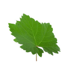 fresh green leaf of grape isolated on white background