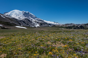 Fototapeta premium Wild Flower Meadow Below Mount Rainier