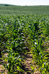 Green corn field in Brazil