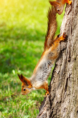 red squirrels on a tree trunk . Sciurus vulgaris vertical view