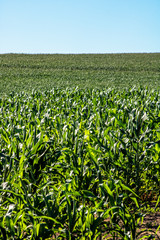 Fototapeta na wymiar Green corn field in Brazil