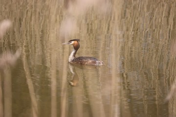 Great crested crebe
