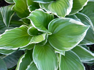 Juicy and bright green leafs of hosta at close range