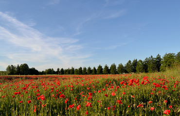 Champ de coquelicots