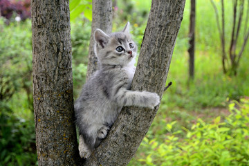 Gray kitten climbs a tree.