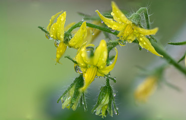 Close-up of a group of tomato flowers in the plant
