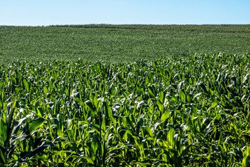 Fototapeta na wymiar Green corn field in Brazil