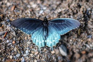 Blue Pipevine Swallowtail