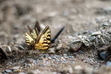 Yellow Swallowtails