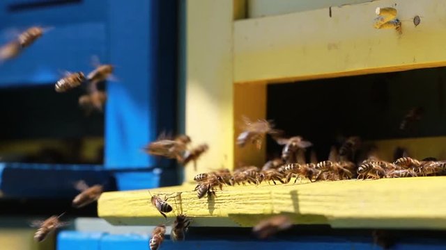  Close up of flying bees in the front of wooden beehive entrance. Bee flying to hive. Honey bee drone enter the hive. Hives in an apiary with working bees flying to the landing boards. Bees convert ne