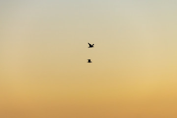 Silhouette of seagulls in flight at sunset