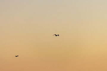 Silhouette of seagulls in flight at sunset