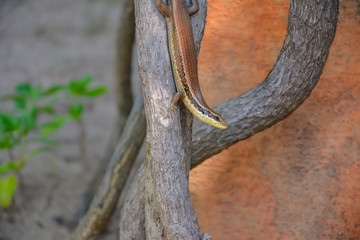 Naklejka na ściany i meble Little lizard on tree
