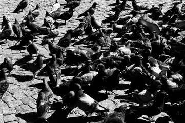 a lot of pigeons, a black-and-white photograph