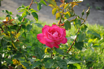 raspberry tea rose on the background of green leaves.