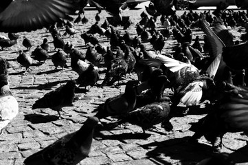 a lot of pigeons, a black-and-white photograph
