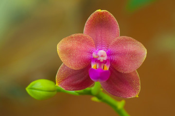 Beautiful rare orchid in pot on blurred background