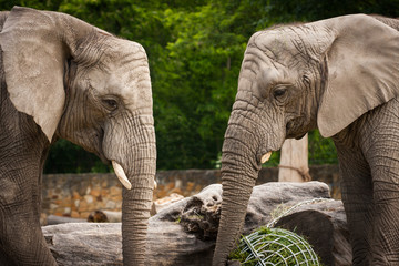 Słonie w zoo - obrazy, fototapety, plakaty