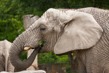 Słoń w zoo - obrazy, fototapety, plakaty