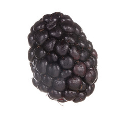 single blackberry isolated on white background