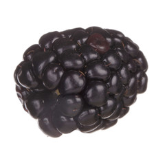 single blackberry isolated on white background