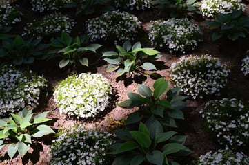 flowers in the garden