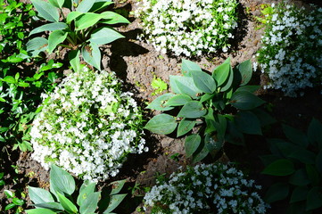 flowers in the garden