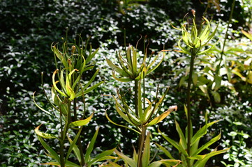 flowers in the garden