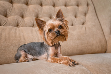 Dog yorkshire terrier on the couch