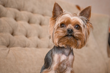 Dog yorkshire terrier on the couch
