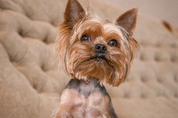 Dog yorkshire terrier on the couch