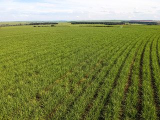 Green sugar cane field on Sao Paulo state, Brazil