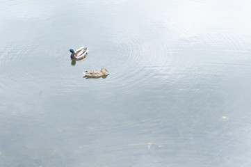 tomatoes and lettuce leaves