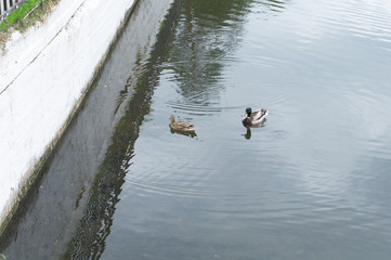 Obraz na płótnie Canvas two ducks swim in the lake