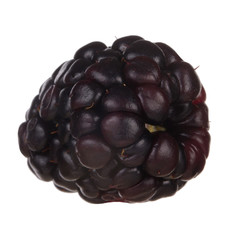 single blackberry isolated on white background