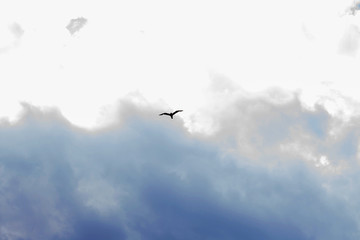 High in the sky a soaring bird against a cloudy sky