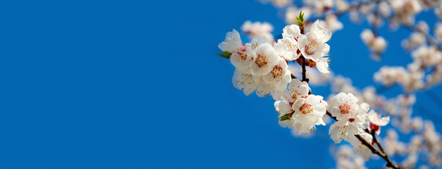 image of a blossoming tree branch close up