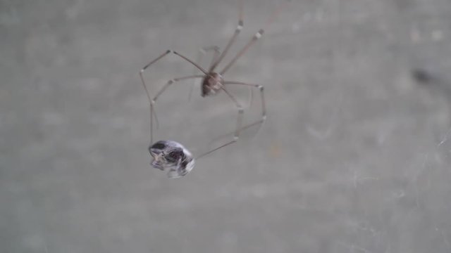 Spider while making cocoon on a web trapped fly