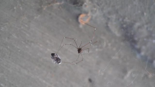 Spider while making cocoon on a web trapped fly