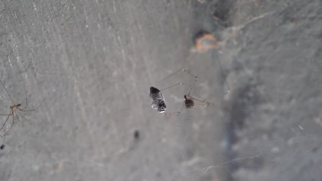 Spider while making cocoon on a web trapped fly