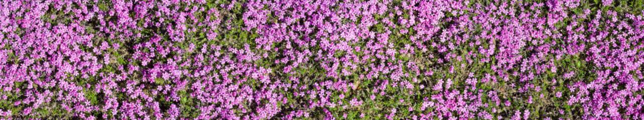 many beautiful flowers close up