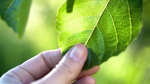 Woman hand touching and feeling the texture of a fresh green leaf from a tree. We have the obligation of take care of our only planet earth and the environment.