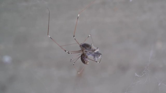 Spider while making cocoon on a web trapped fly