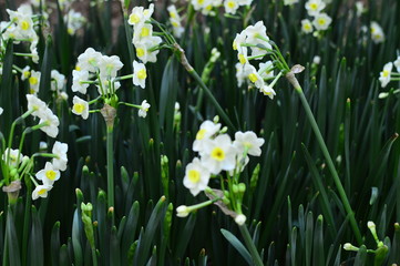white spring flowers in the garden