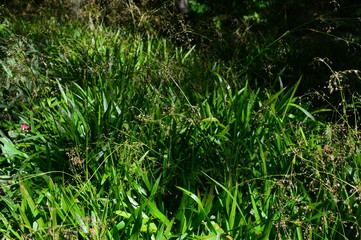 green grass background