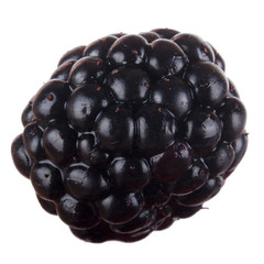 single blackberry isolated on white background