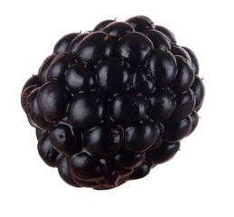 single blackberry isolated on white background