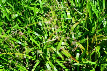 green grass background