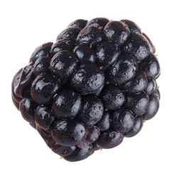 single blackberry isolated on white background