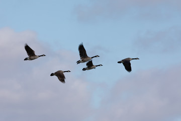 Canada geese flying in very tight formation against cloudy sky, seen in the wild near the San Francisco Bay